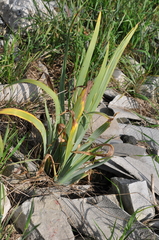 Iris × hybrida