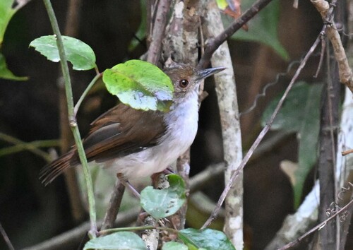 White-chested Babbler (Pellorneum rostratum), photo 7