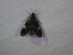 Elophila tinealis