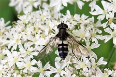 Leucozona laternaria