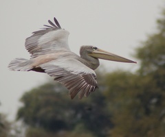 Pelecanus rufescens