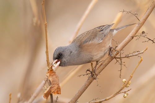 Dark-eyed Junco, photo 8 of 10