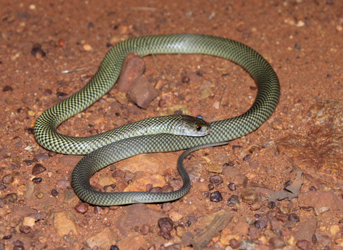 Mulga Snake sighting
