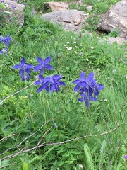 Aquilegia alpina
