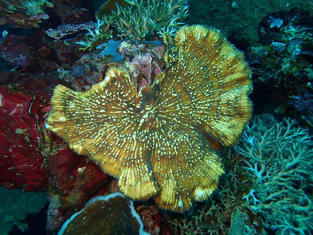 Echinophyllia glabra