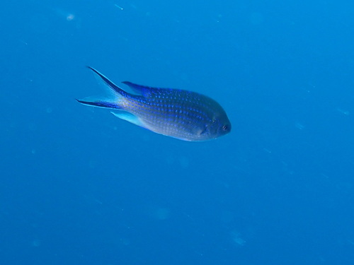 Neopomacentrus anabatoides observed 2024-12-02
