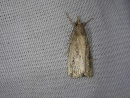Thopeutis forbesellus