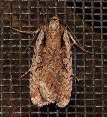 Eueretagrotis attentus