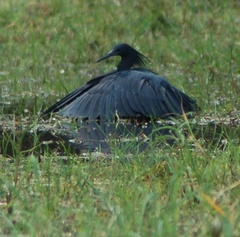 Egretta ardesiaca