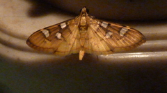 Cotachena