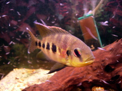 Black Mangrove Cichlid photo 4