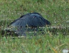 Egretta ardesiaca