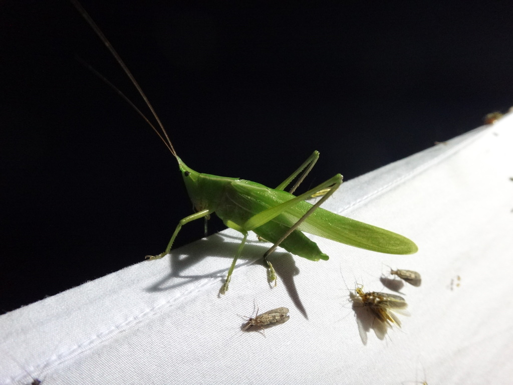 Slightly Musical Conehead Katydid