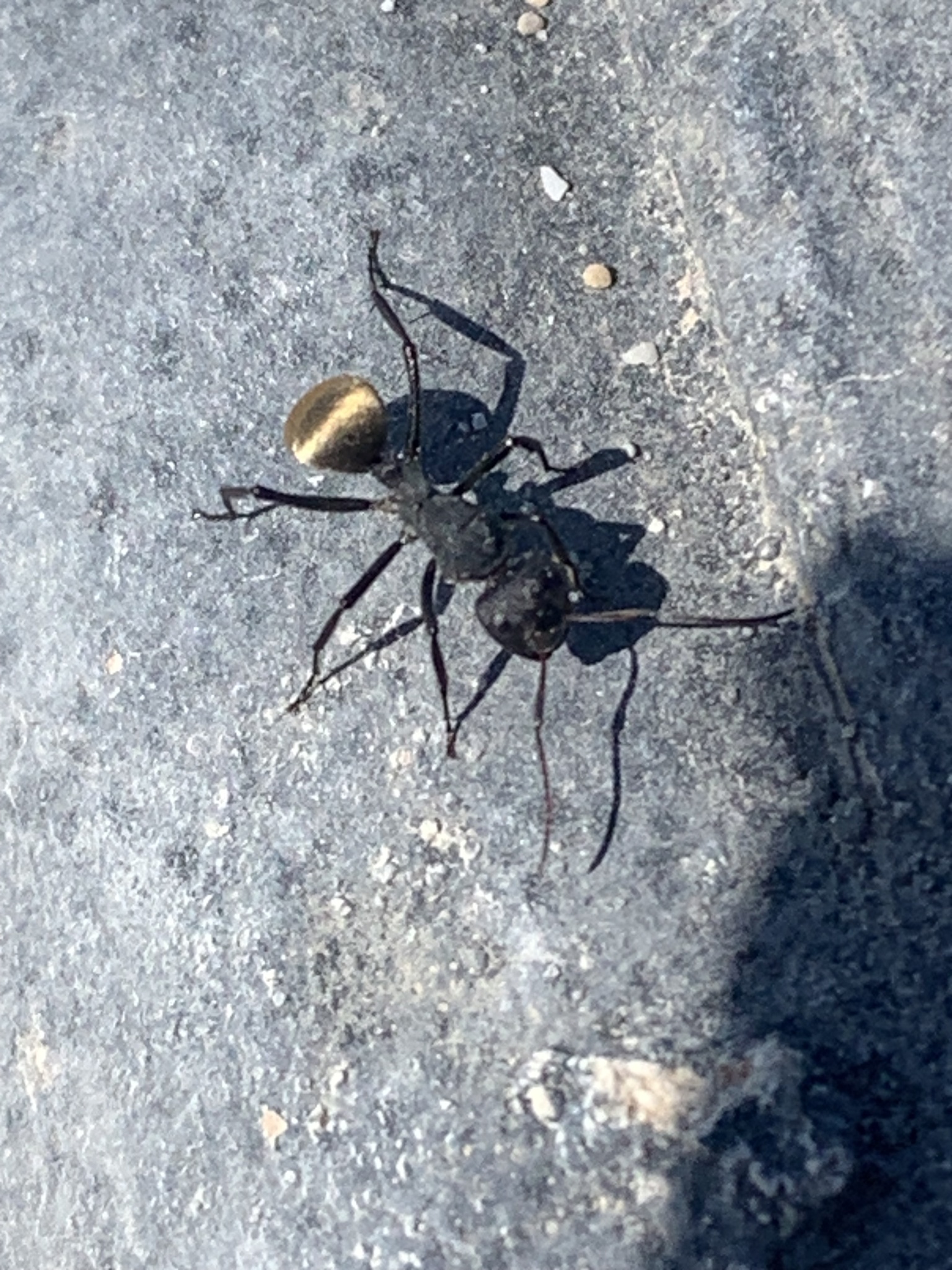 Orthonotomyrmex
