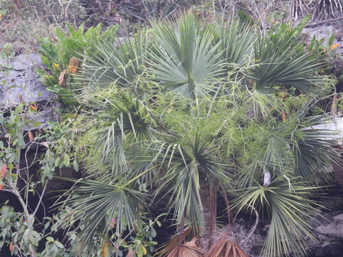 Image of Sabal yapa by (c) Sebastián de Jesús Herrera Buenfil, some rights reserved (CC BY)