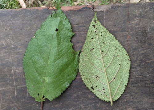Laportea decumana observed 2024-07-18