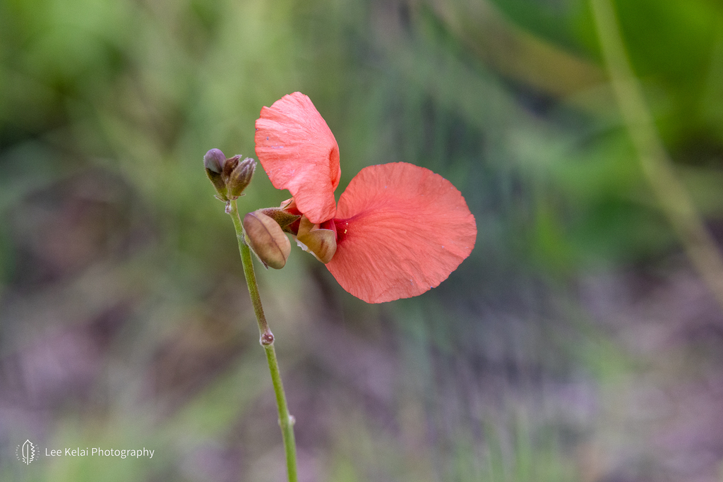 Macroptilium ecuadoriense