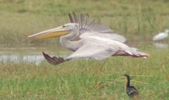 Pelecanus rufescens