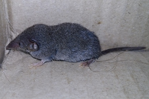 Forest Shrew