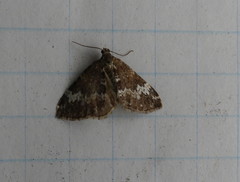 Perizoma alchemillata