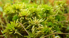 Sphagnum fallax