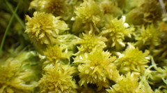 Sphagnum torreyanum