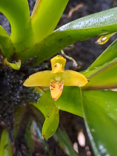 Hidden Orchid (Maxillaria crassifolia)
