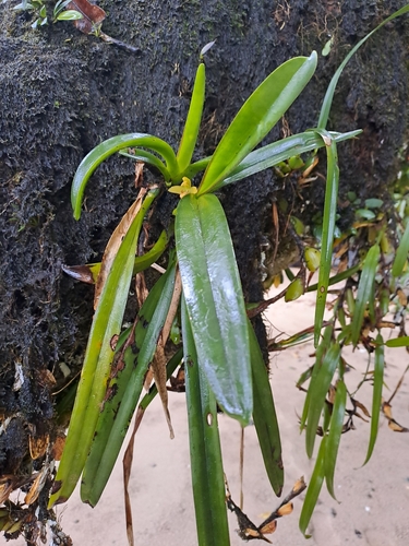 Image of Maxillaria crassifolia by (c) keesgroenendijk, some rights reserved (CC BY)