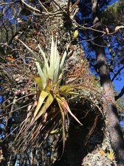 Tillandsia utriculata