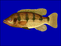 Banded Jewelfish photo 2