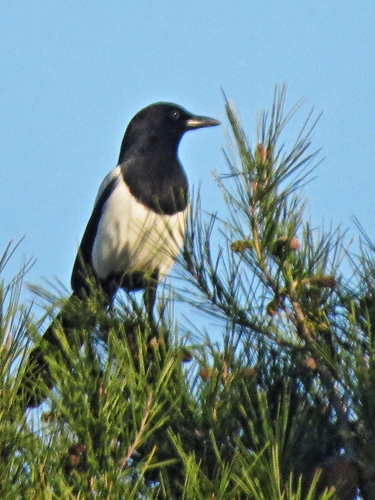 Urraca común (Pica pica)