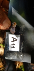 Chloreuptychia herseis
