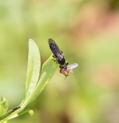Cerotainia macrocera