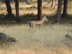 Gazella bennettii