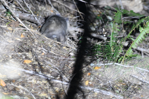iNaturalist observation photo of Virginia Opossum