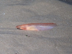 Armless Snake Eel photo 5