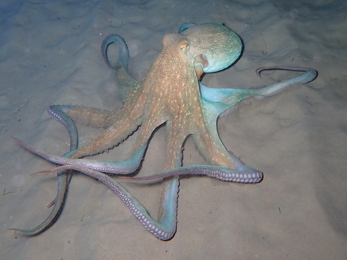 Common octopus
