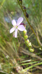 Drosera filiformis