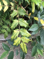 Ampelopsis glandulosa heterophylla