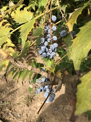 Ampelopsis glandulosa heterophylla
