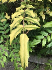 Ampelopsis glandulosa heterophylla