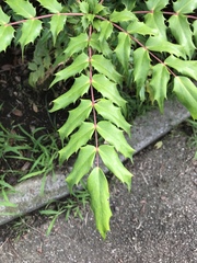Ampelopsis glandulosa heterophylla