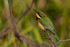 Blue-Breasted Bee-Eater photo 3