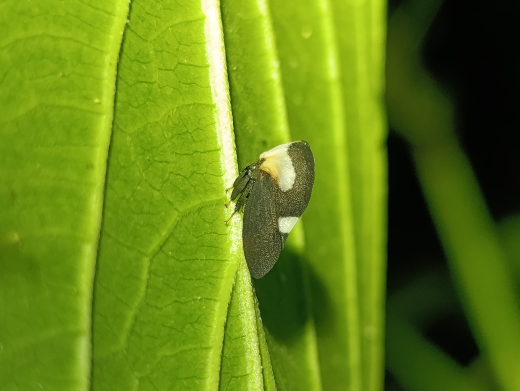 Membracis confusa