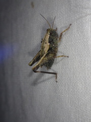Tetrigoidea