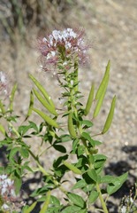 Polanisia dodecandra trachysperma