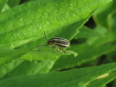 Trirhabda bacharidis