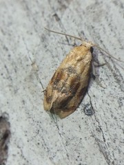 Cochylis