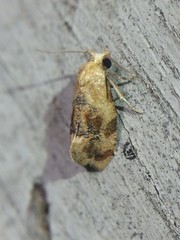 Cochylis