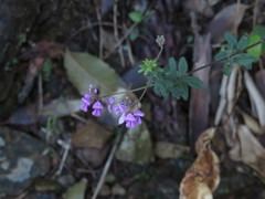Indigofera filiformis